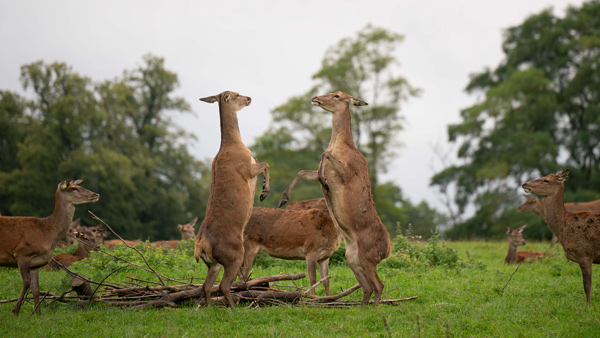 , Zoo Visions with Terry Donnelly (Experience Day)