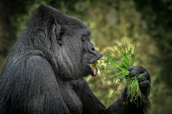 , Zoo Visions with Terry Donnelly (Experience Day)