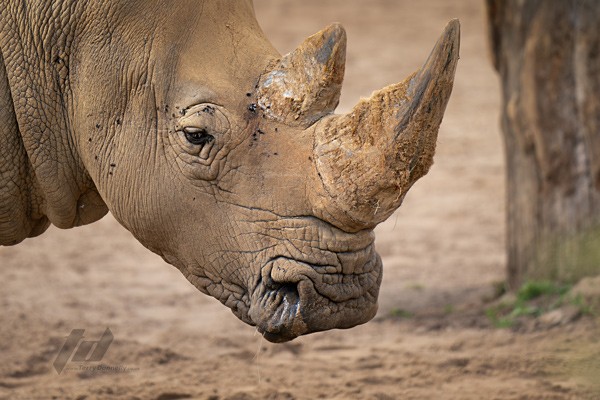 , Zoo Visions with Terry Donnelly (Experience Day)