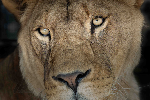 , Zoo Visions with Terry Donnelly (Experience Day)