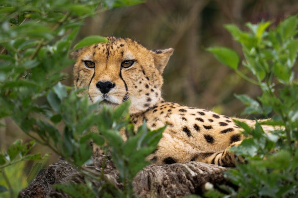 , Zoo Visions with Terry Donnelly (Experience Day)