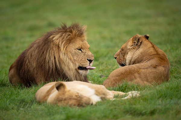 , Zoo Visions with Terry Donnelly (Experience Day)
