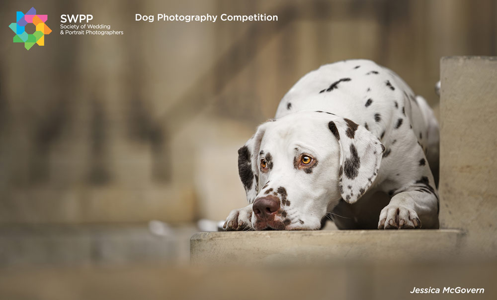, Unleash Your Creativity: Enter the Dog Photography Competition 2025