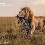 Frankie Adamson Associate