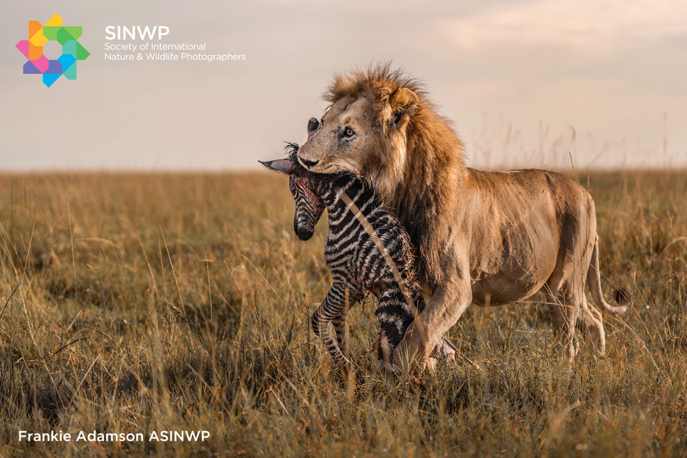 , Frankie Adamson qualifies with The Society of International Nature and Wildlife Photographers
