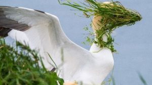 , Nikon Comedy Wildlife Awards 2025 Finalists Revealed