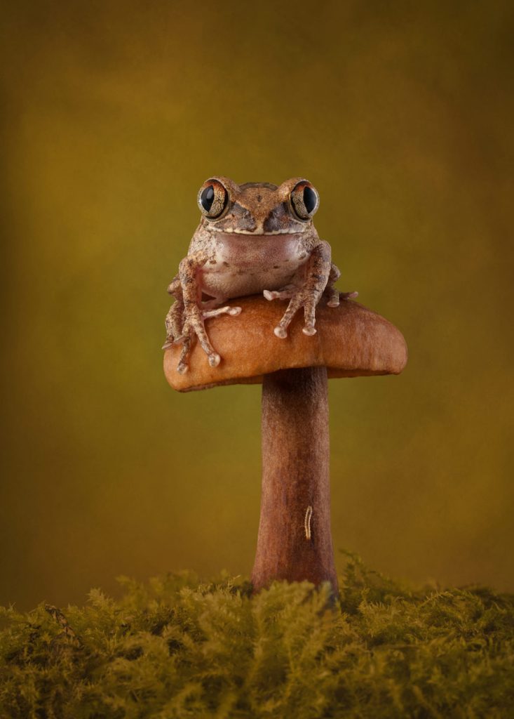 , October 2025 Gold Awards