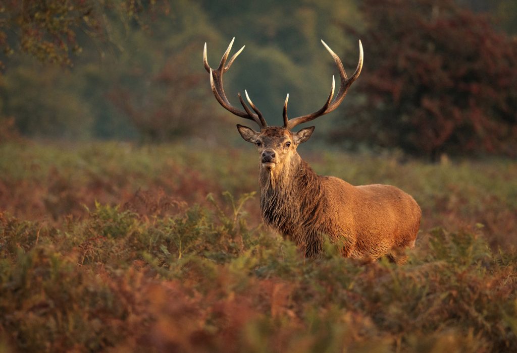 , October 2025 Highly Commended