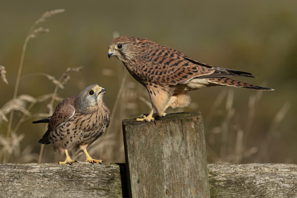 , October 2025 Highly Commended