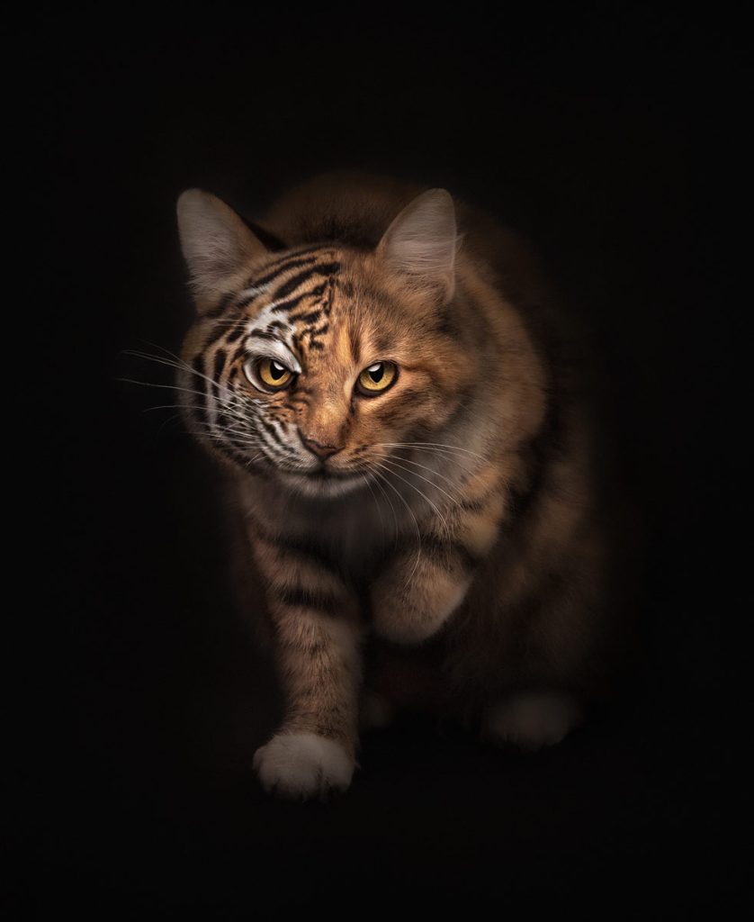 , October 2025 Gold Awards