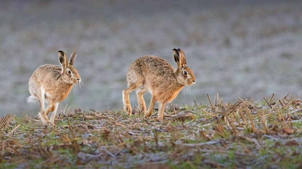 , October 2025 Highly Commended