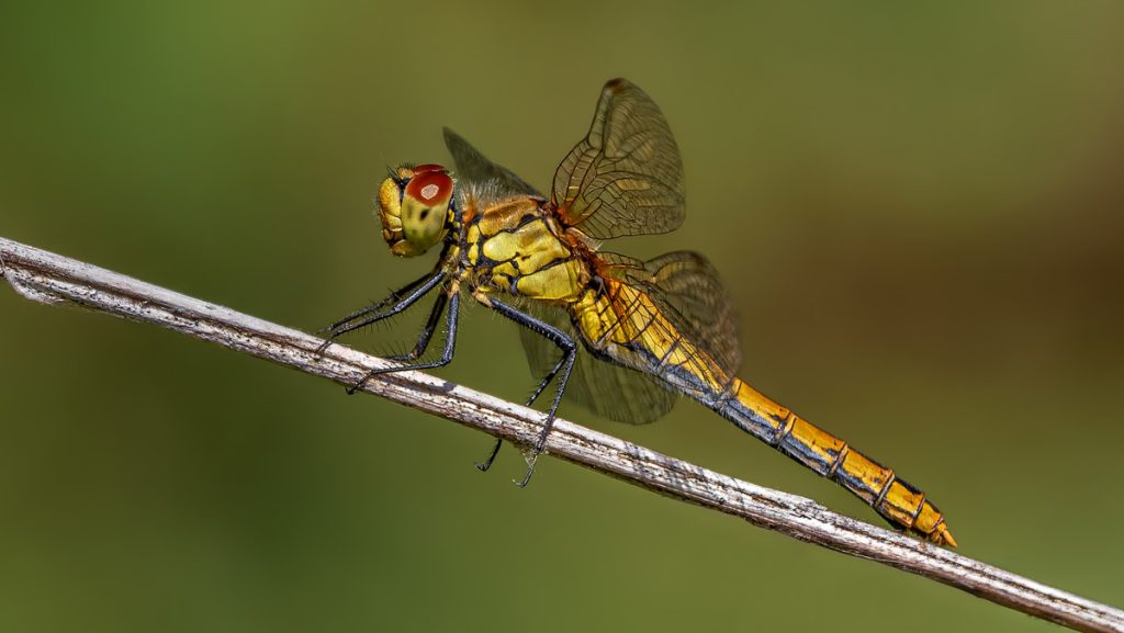 , October 2025 Highly Commended