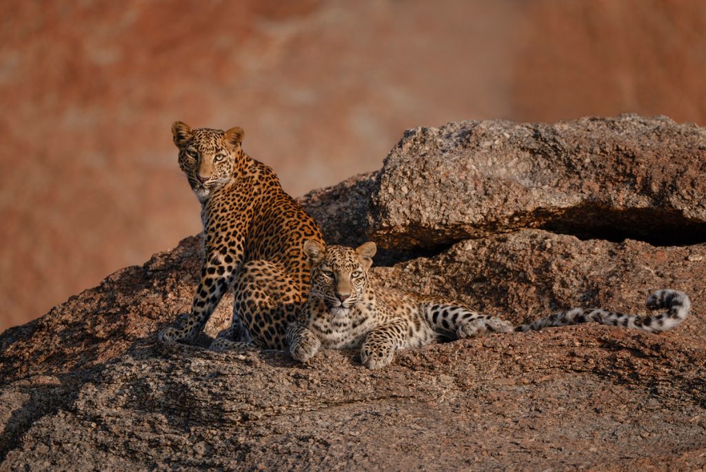 , October 2025 Highly Commended