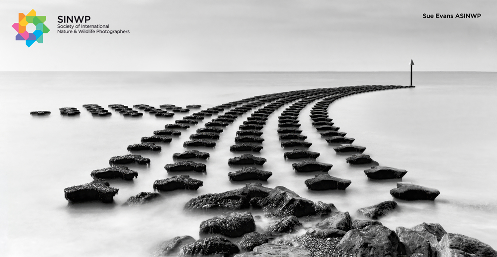 , Sue Evans qualifies with The Society of International Nature and Wildlife Photographers