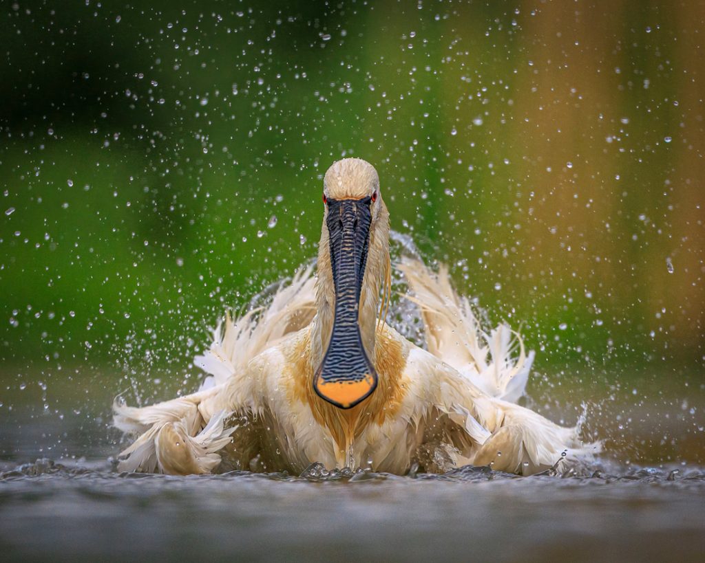 , November 2025 Gold Awards