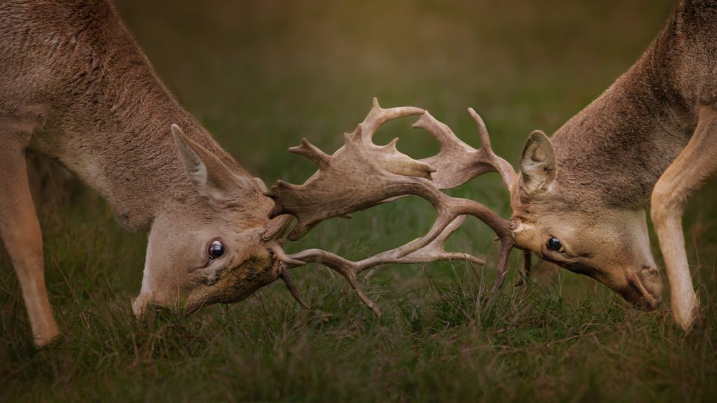 , November 2025 Highly Commended