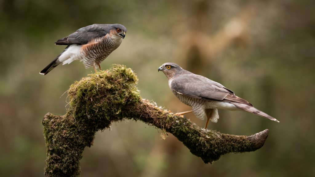 , November 2025 Gold Awards