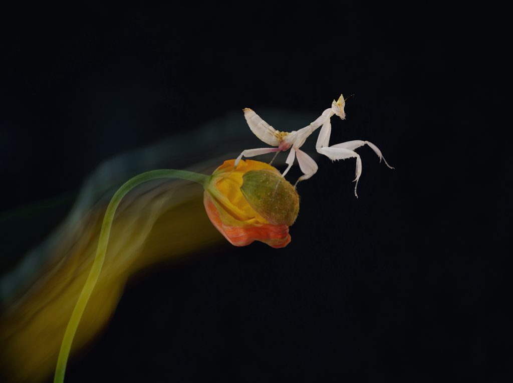 , November 2025 Highly Commended