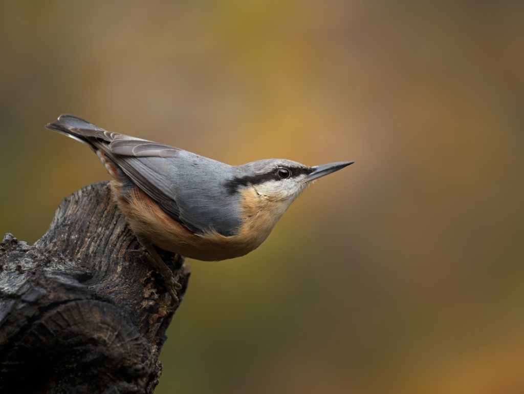 , November 2025 Highly Commended