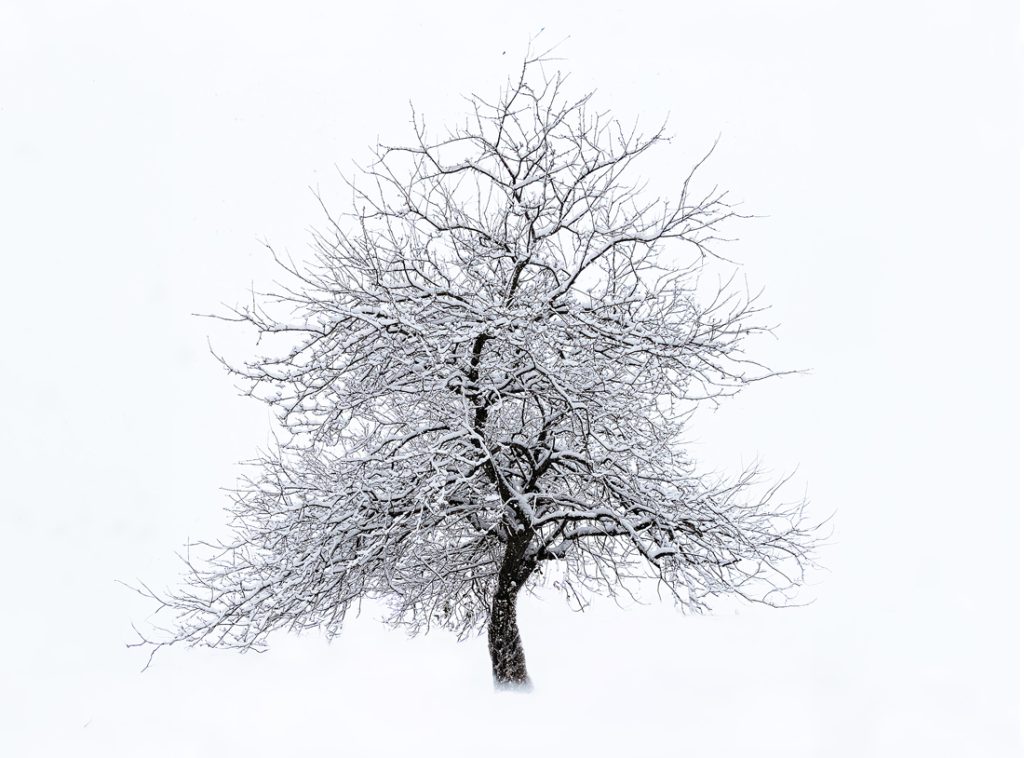 , November 2025 Highly Commended