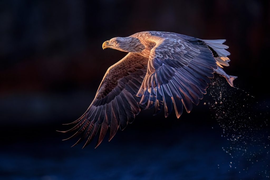 , 2025 Highly Commended Upgrades