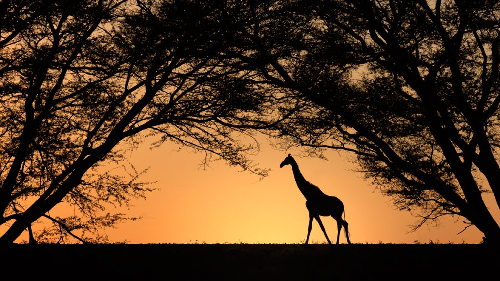 , 2025 Highly Commended Upgrades