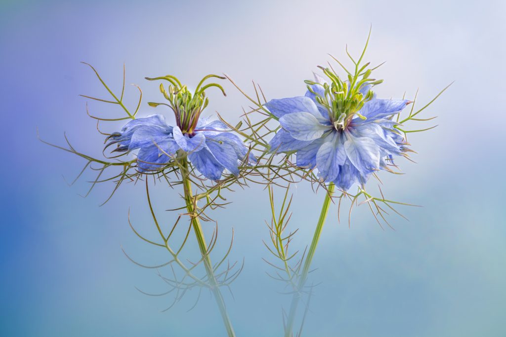 , 2025 Highly Commended Upgrades