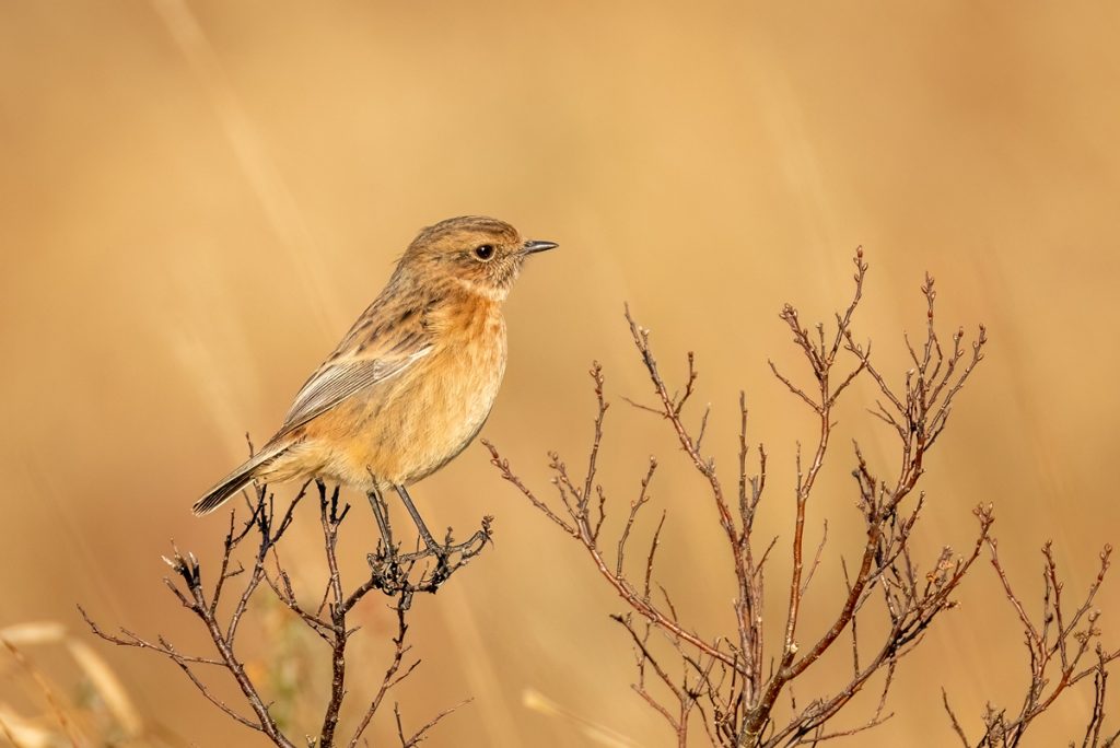 , November 2025 Highly Commended