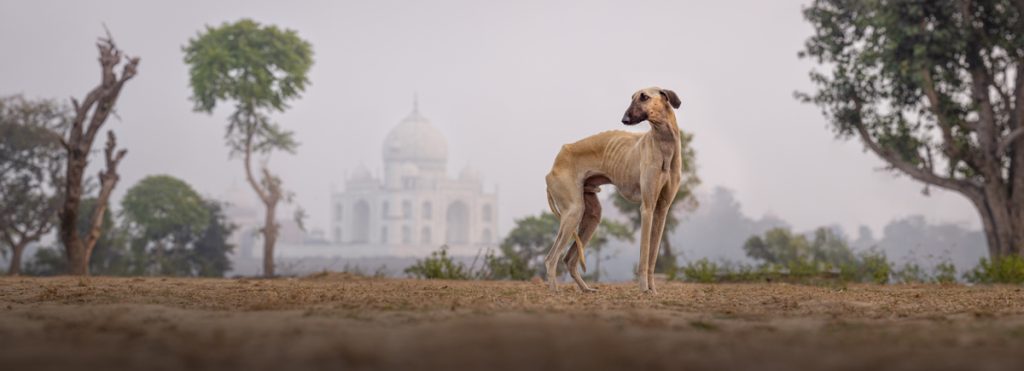 , 2025 Highly Commended Upgrades