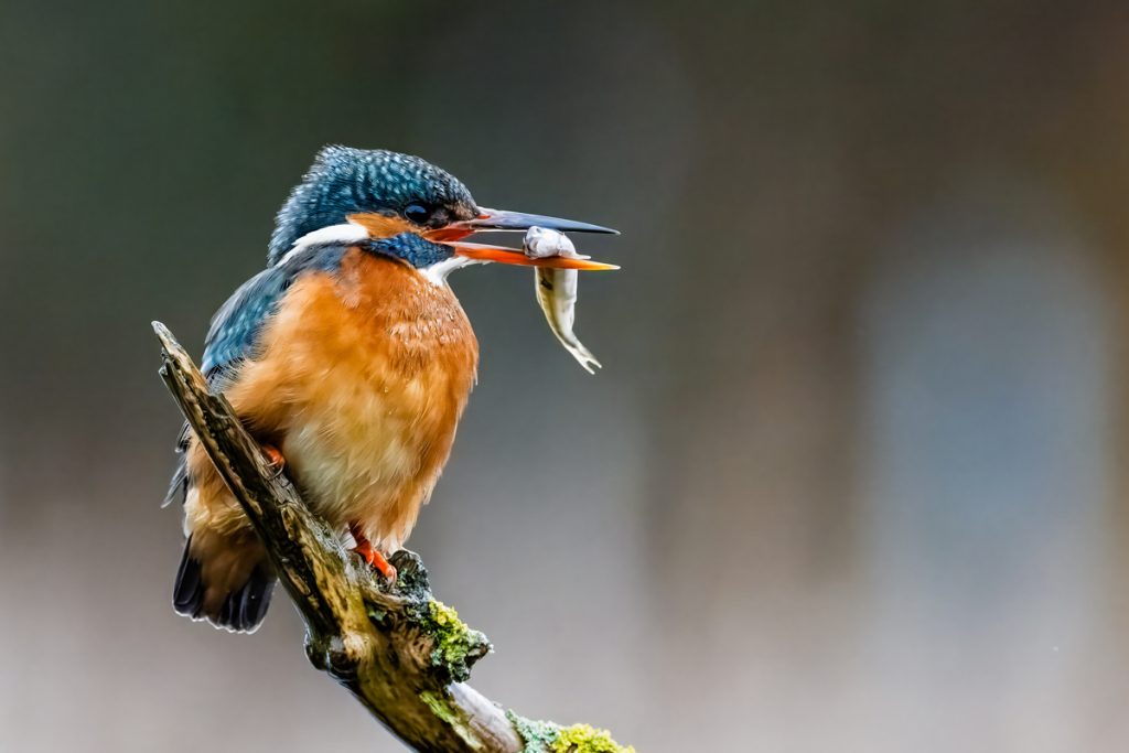 , November 2025 Highly Commended