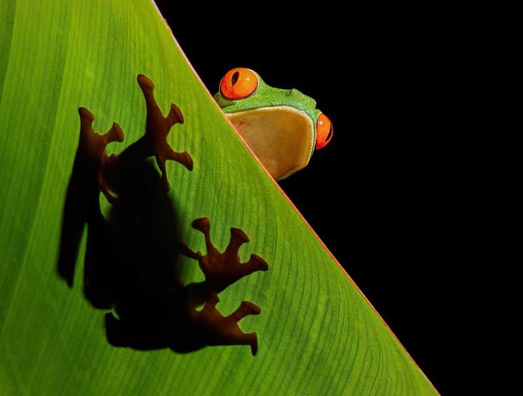 , 2025 Highly Commended Upgrades