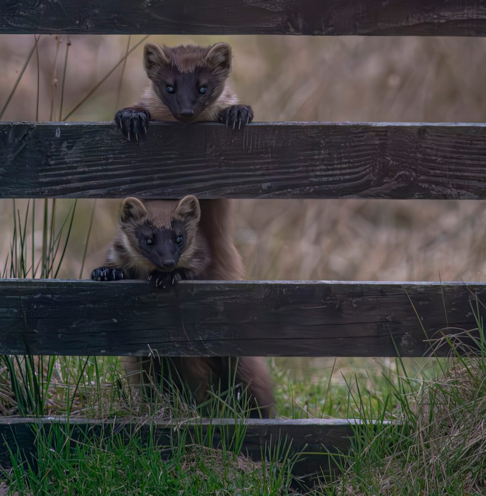 , November 2025 Highly Commended