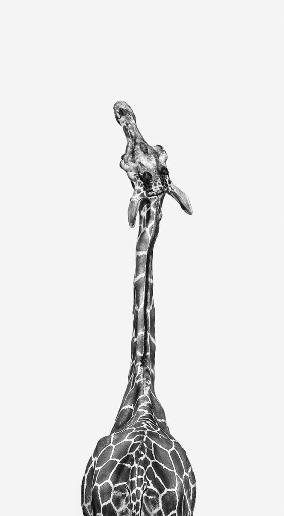 , November 2025 Highly Commended