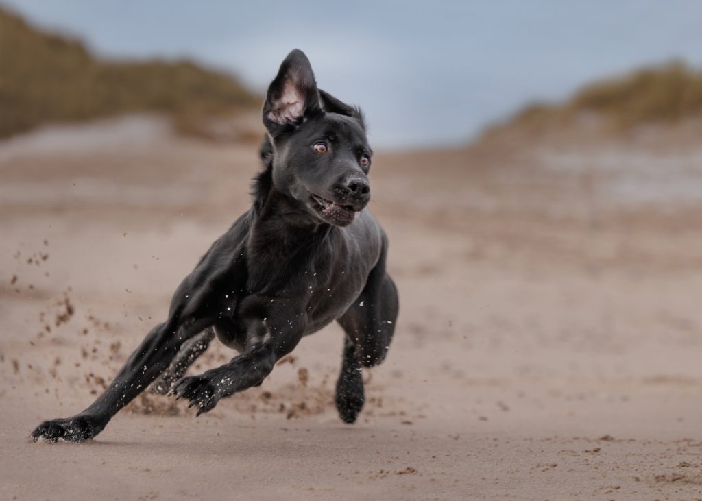 , November 2025 Highly Commended