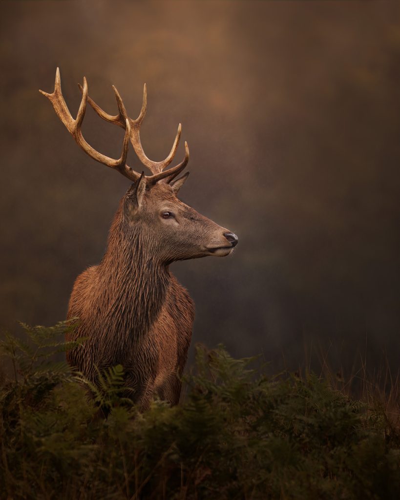 , 2025 Highly Commended Upgrades