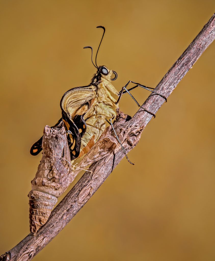 , November 2025 Highly Commended