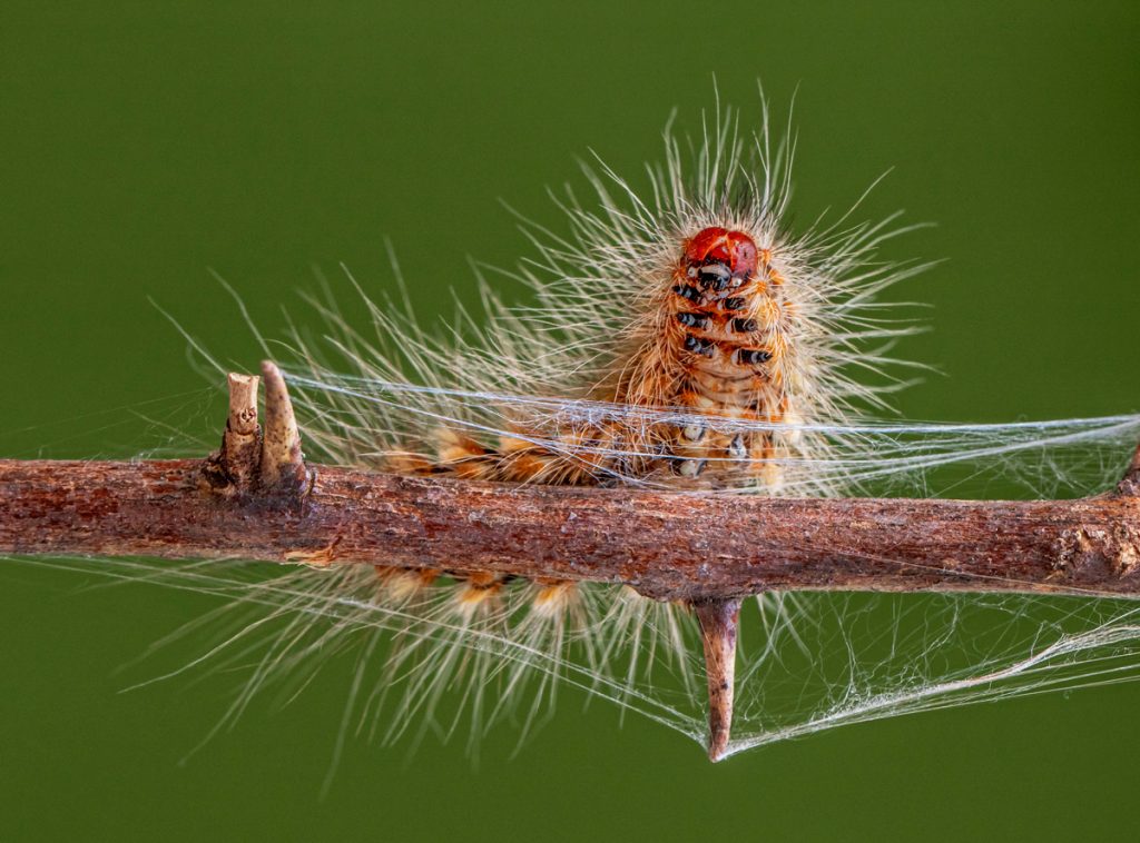 , 2025 Highly Commended Upgrades