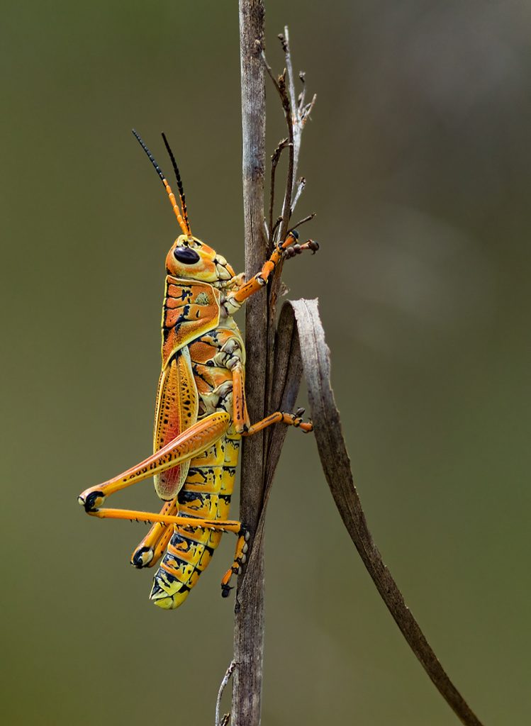 , November 2025 Highly Commended