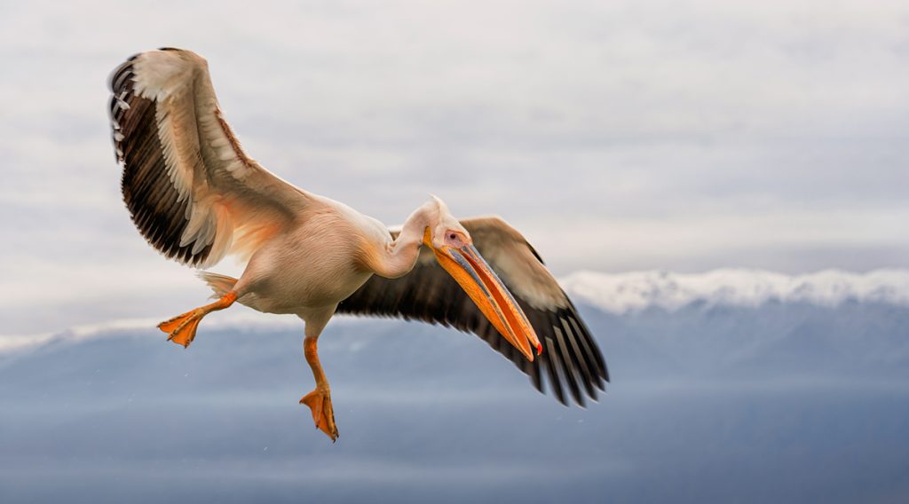 , November 2025 Highly Commended