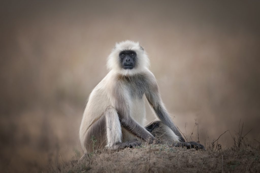 , November 2025 Gold Awards