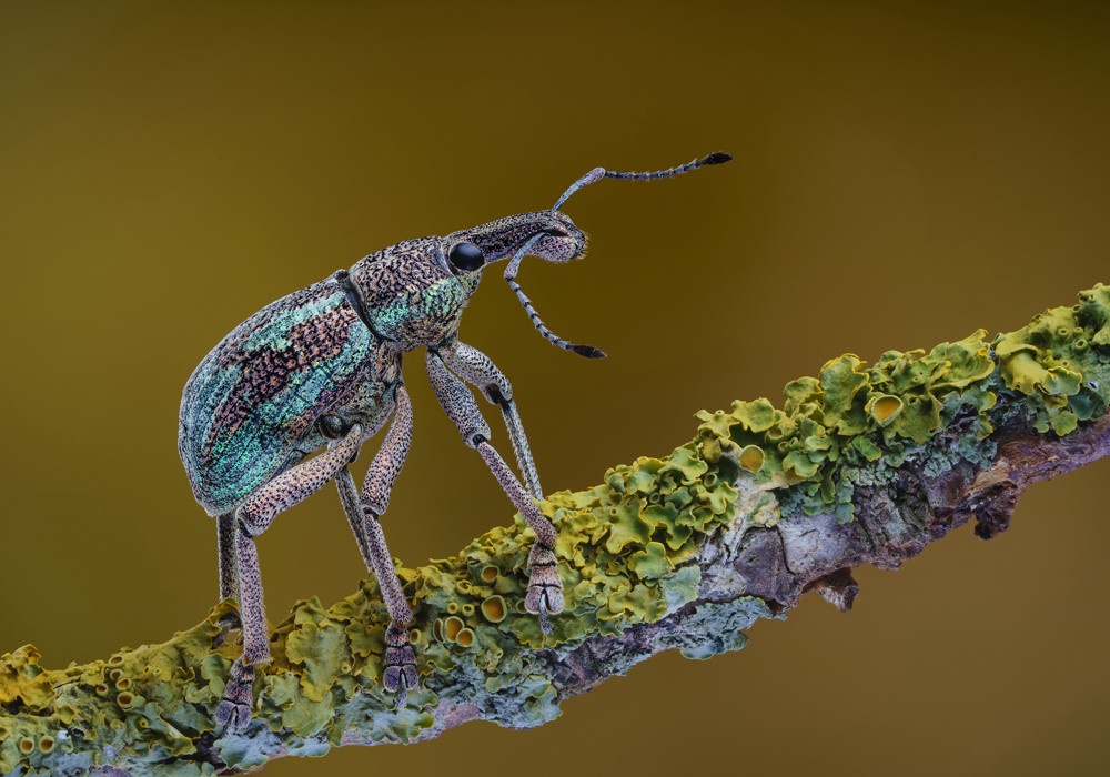 , Macro and Close-up Photographer of the Year 2025