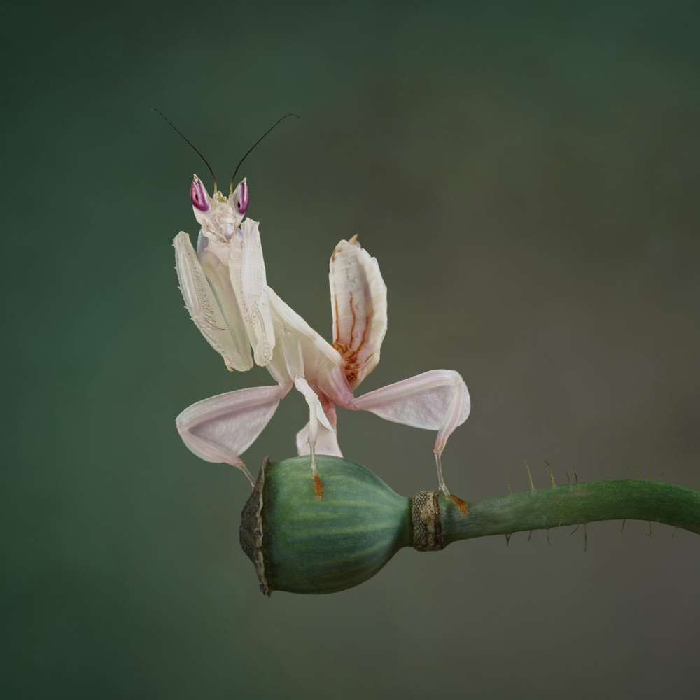 , Pet Portrait Photographer of the Year 2025