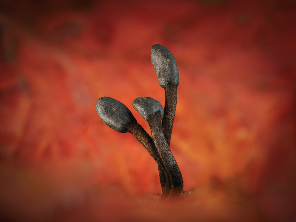 , The Natural World &ndash; Botanical and Fungi 2025