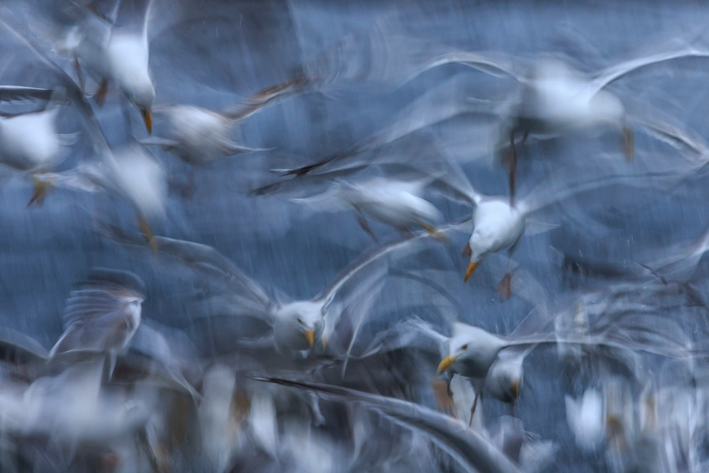 , In-camera Artistry Photographer of the Year 2025