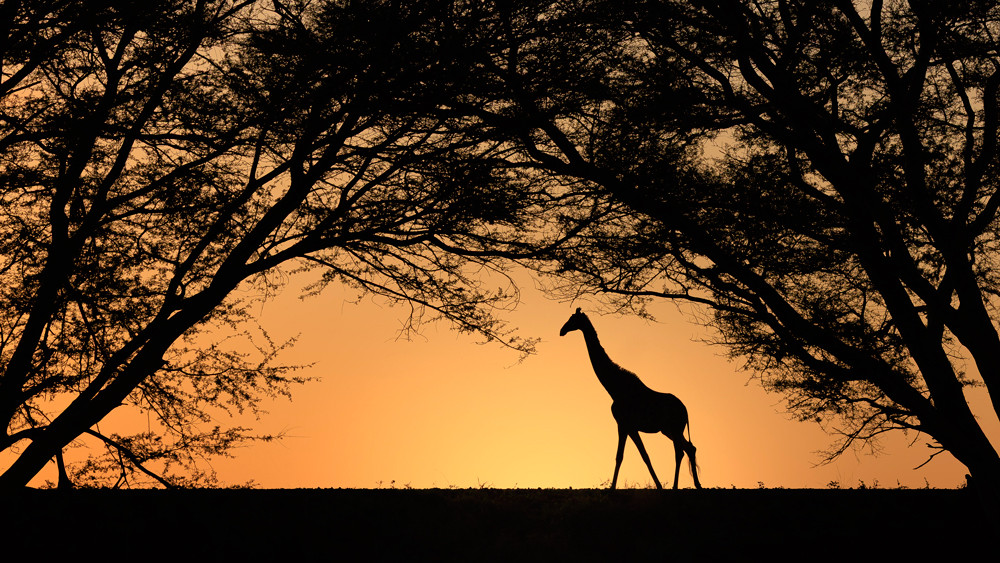 , The Natural World &ndash; Wild Animals Photographer of the Year 2025