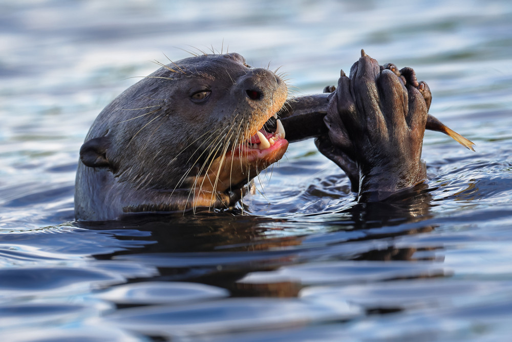 , The Natural World &ndash; Wild Animals Photographer of the Year 2025
