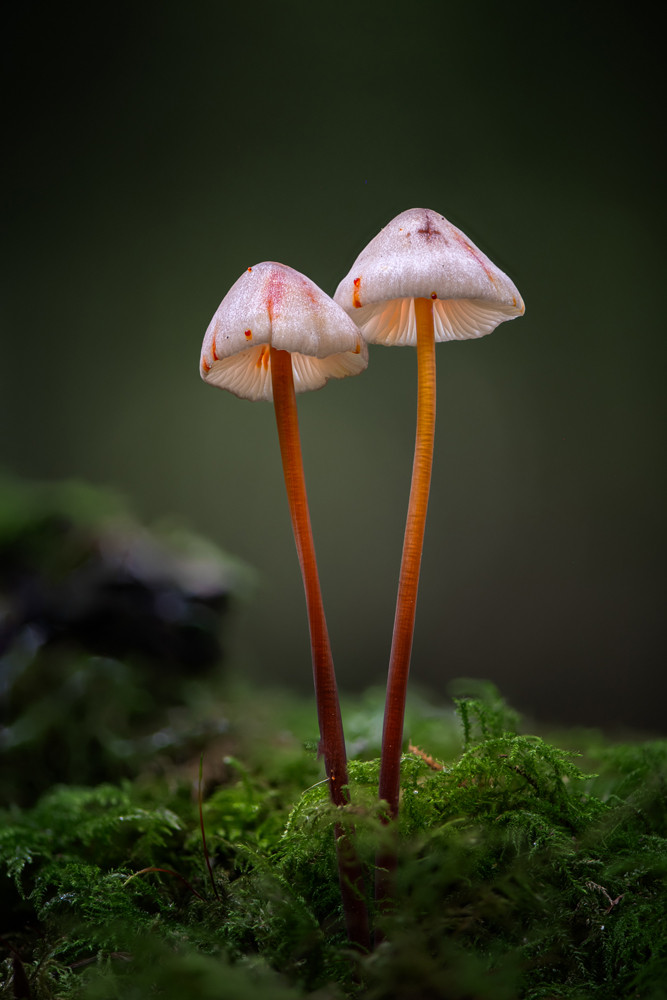 , The Natural World &ndash; Botanical and Fungi 2025