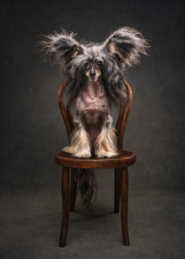 , Commissioned Portrait Photographer of the Year 2025