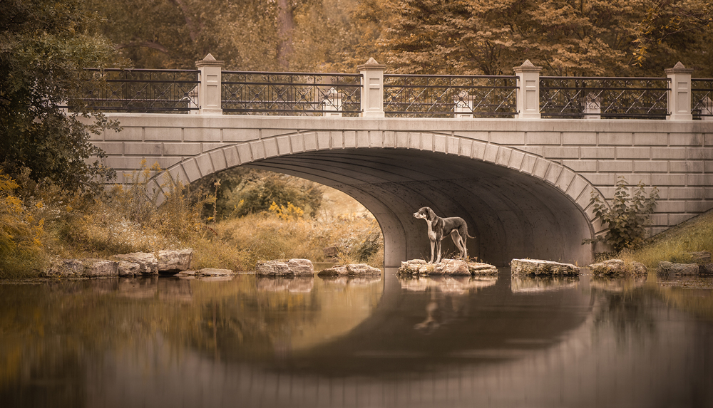 , Highest Gold Award Photographer of the Year 2025