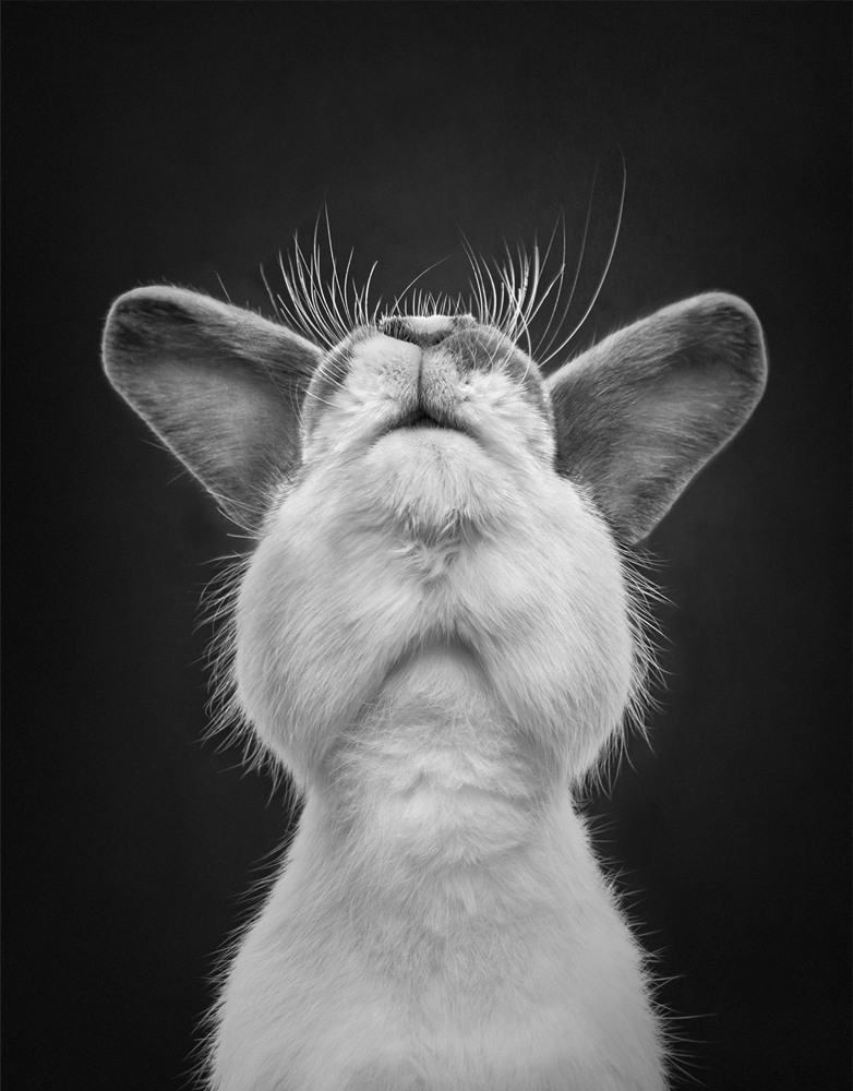 , Highest Gold Award Photographer of the Year 2025